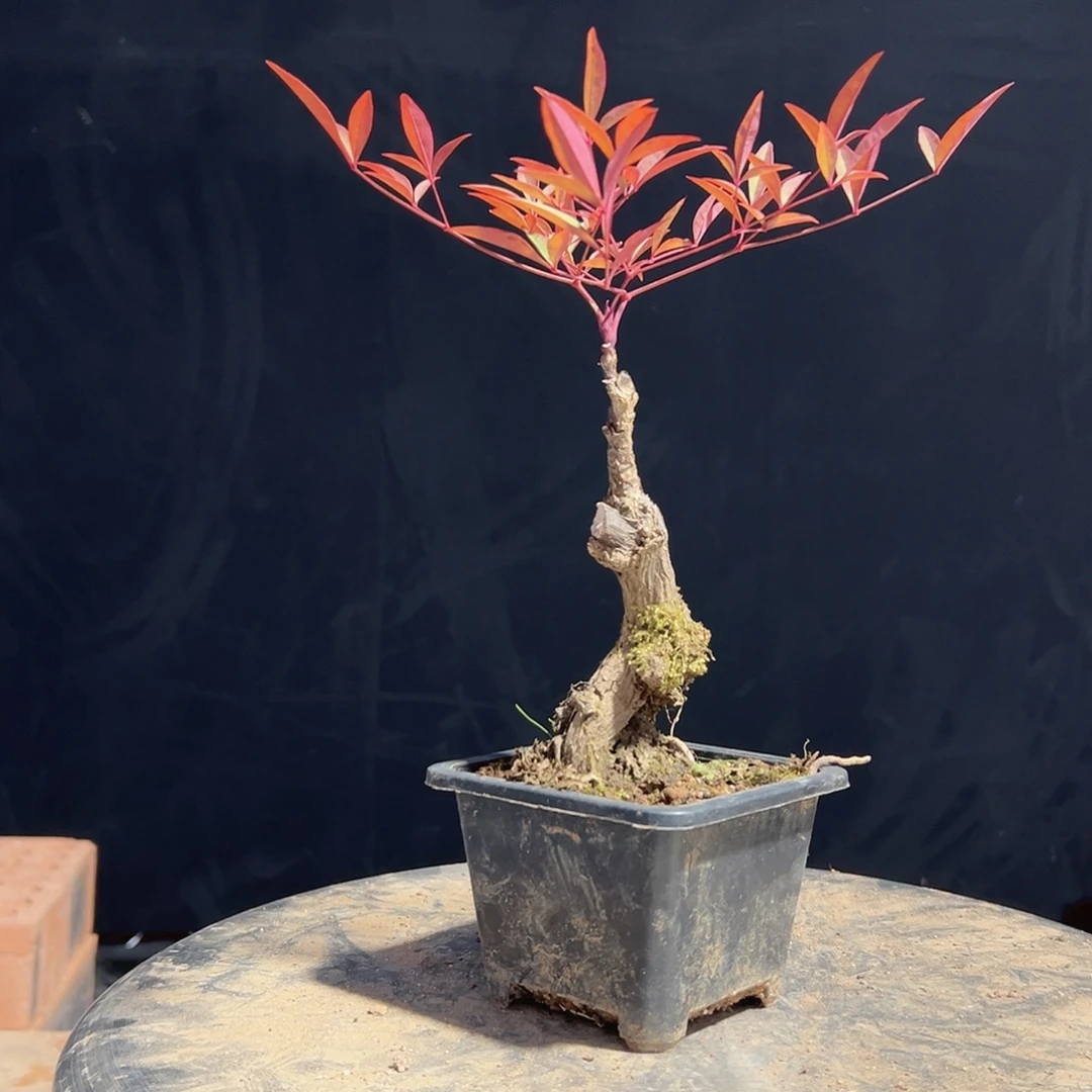 不开花植物555555