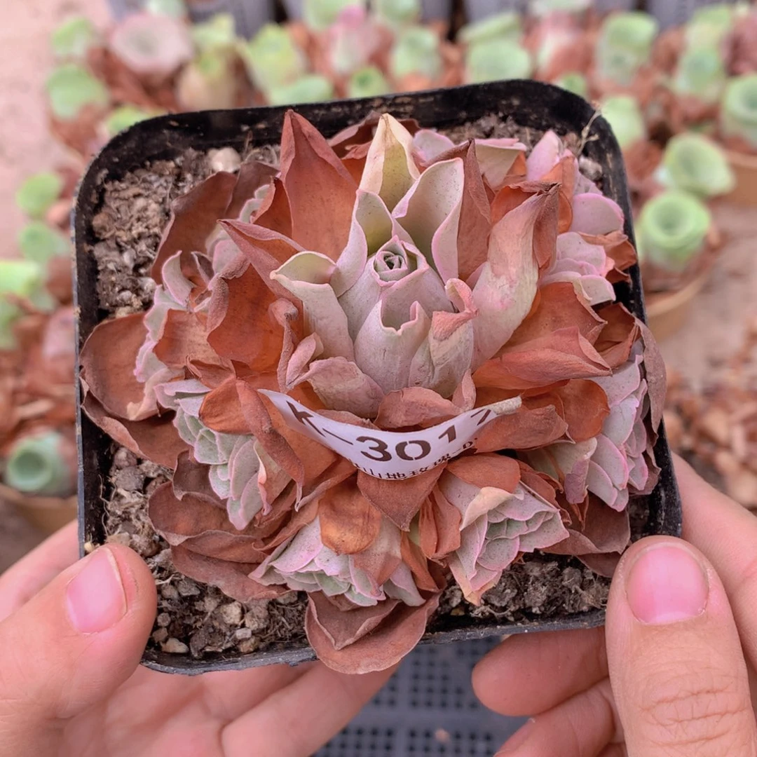 3017 会掉侧芽不售后