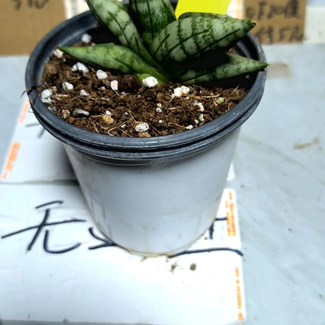 满6元包邮，佛手一颗稀有品种