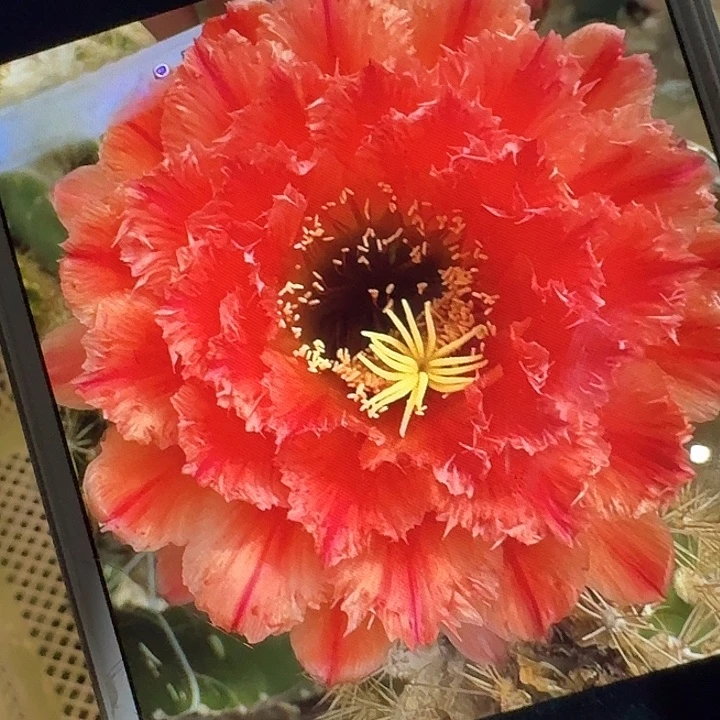 清一侧芽5公分左右毛花柱（20包邮）