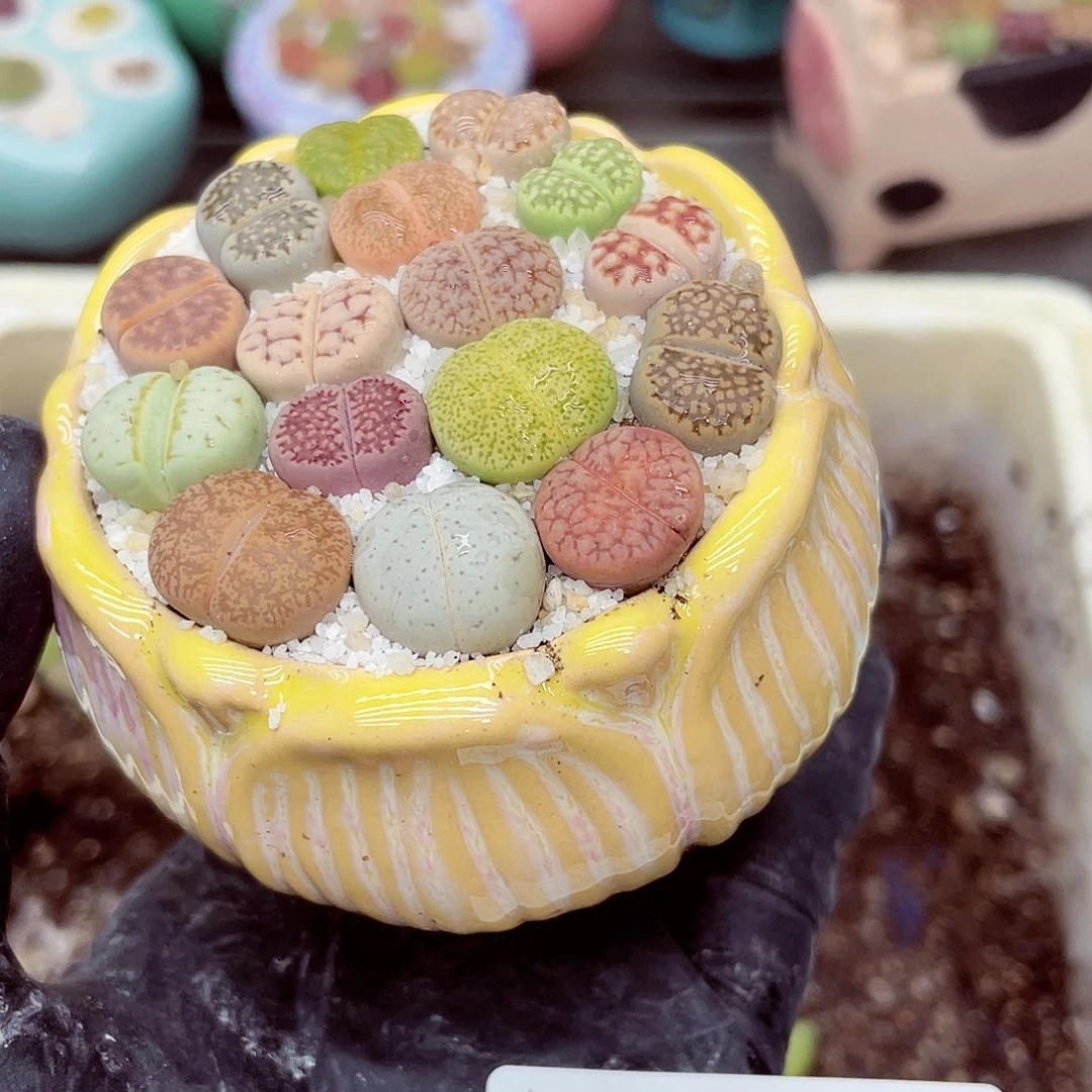 生石花满18包邮0918-185