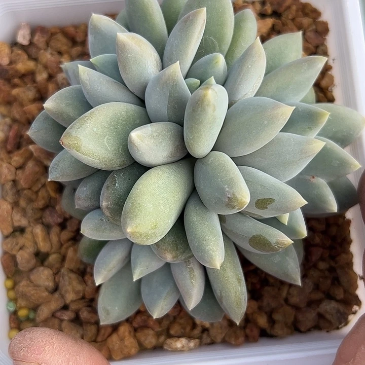 六头黄胖体哥特1111