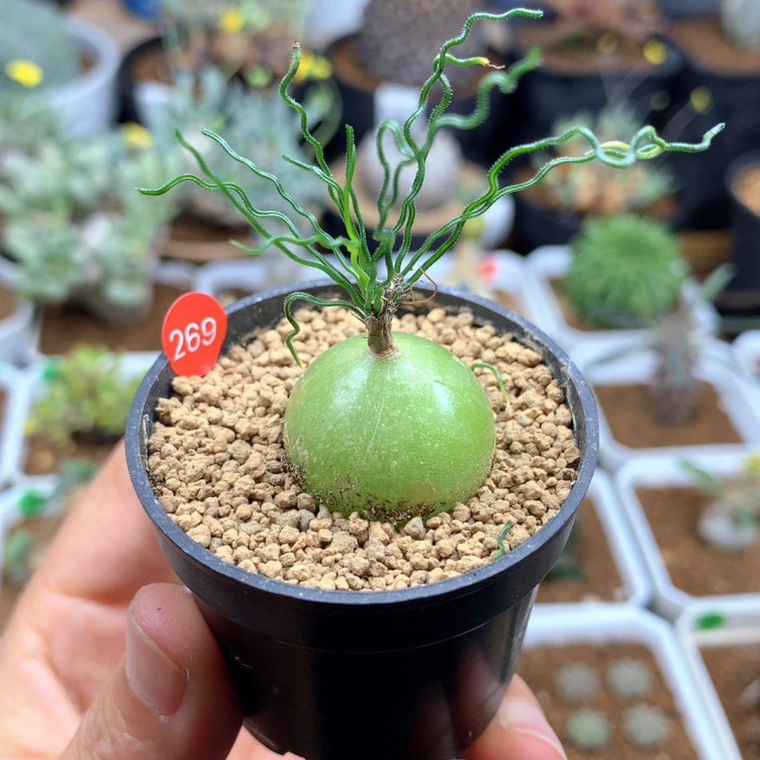 泰迪海葱带盆多肉