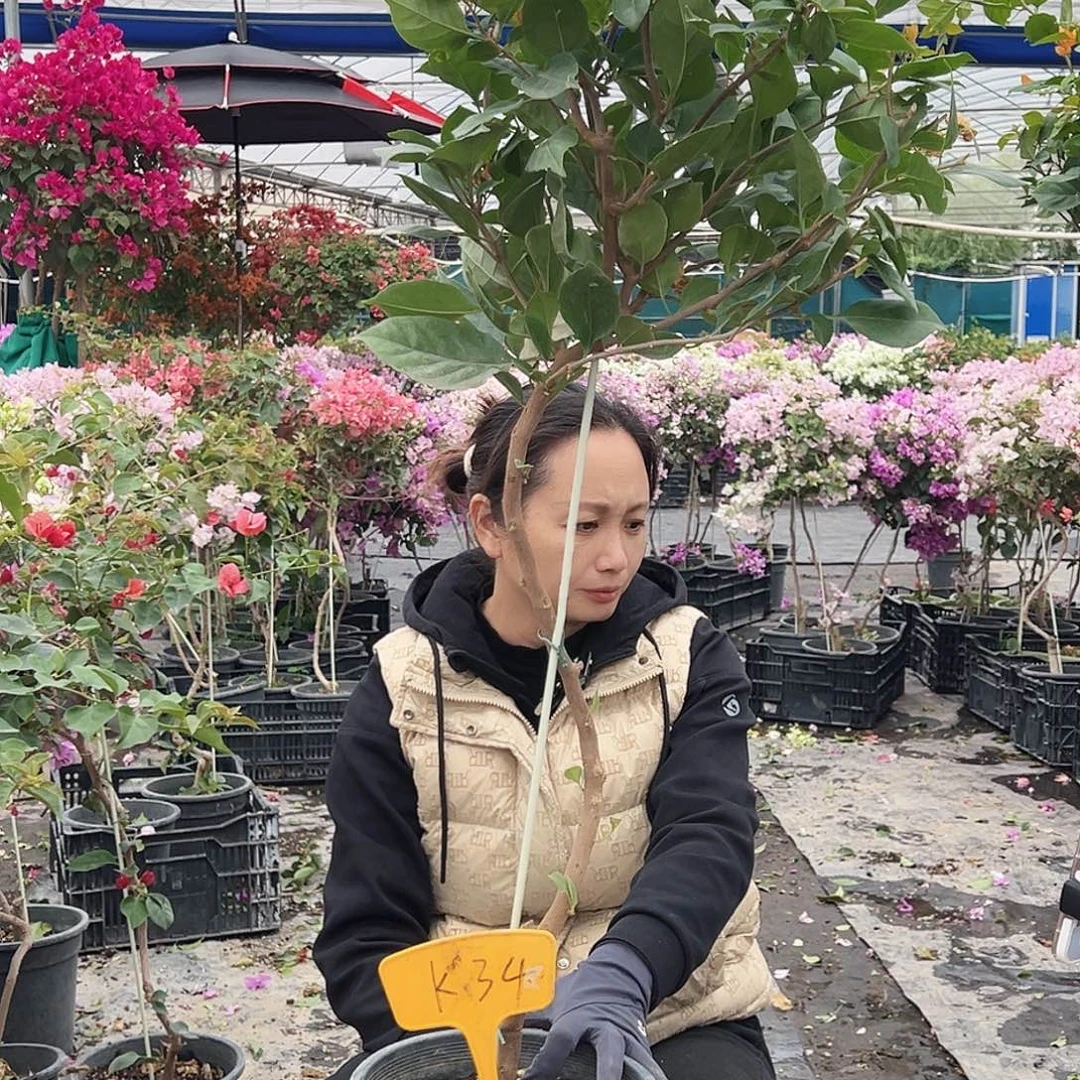 x***n大部分花苞少量开放K34变色龙