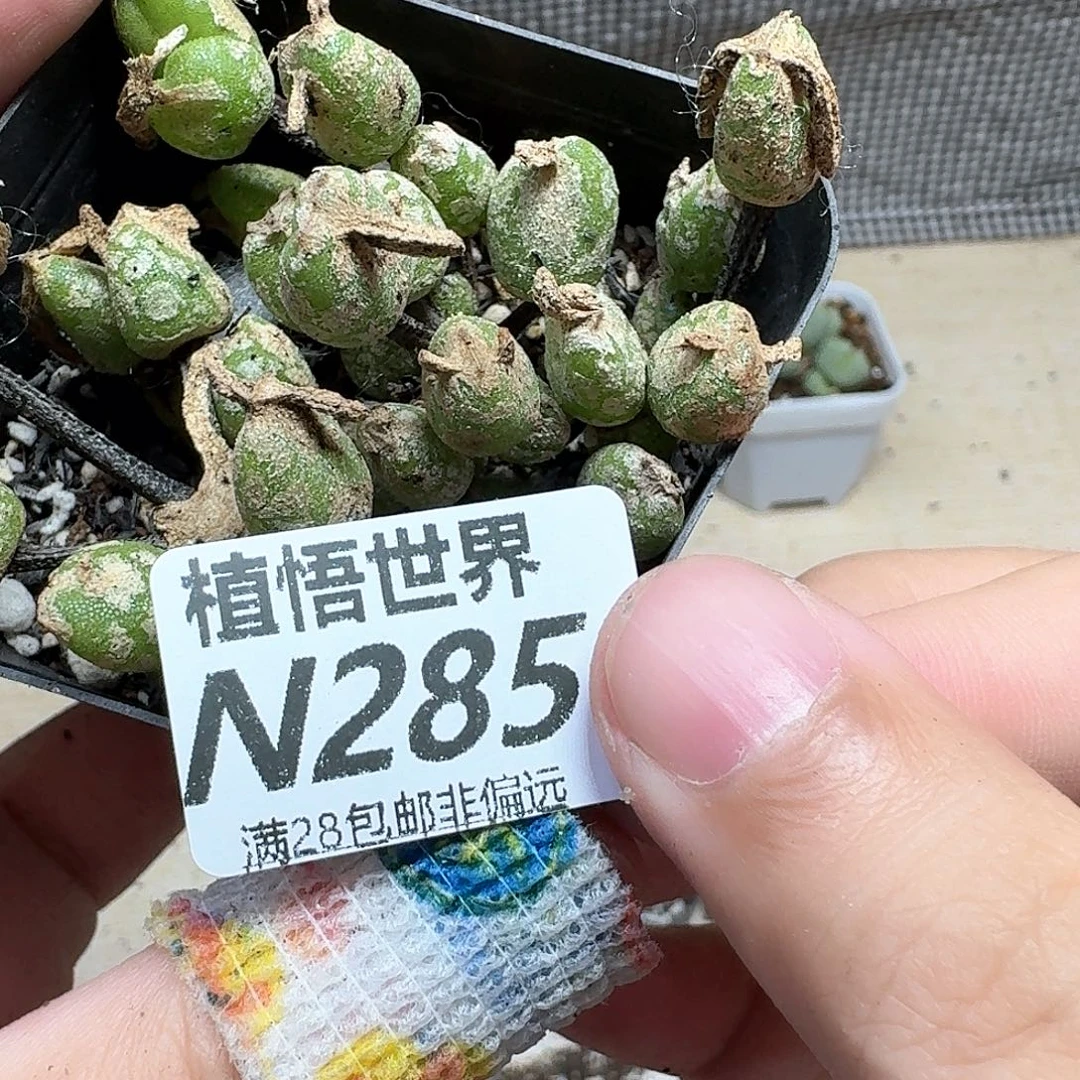 多肉植物的润泽法v