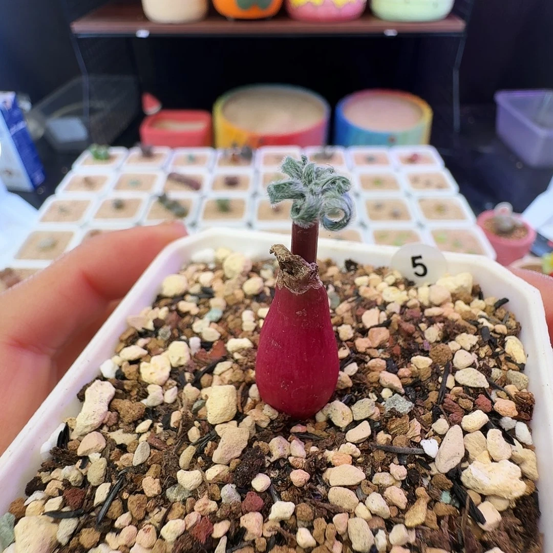 多肉植物福利毛叶蚊香弹簧草5