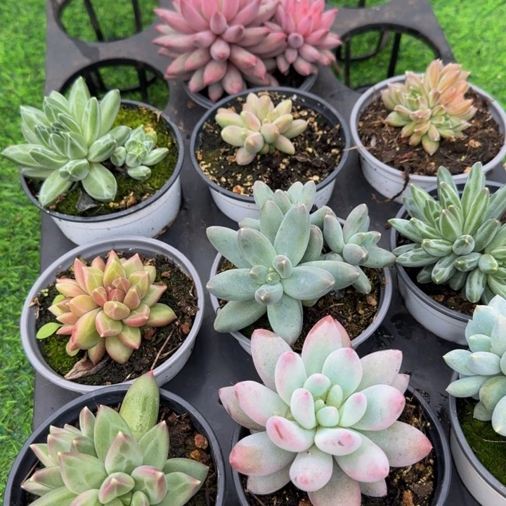 多肉植物一物一拍225