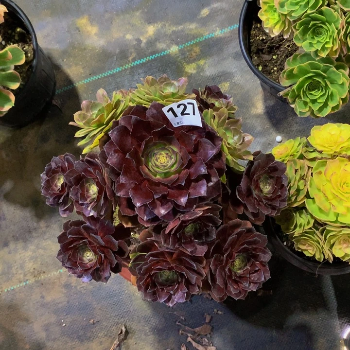 宝***霞无花朵黑美人127000000