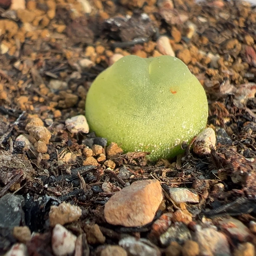 693拉登带盆土发货