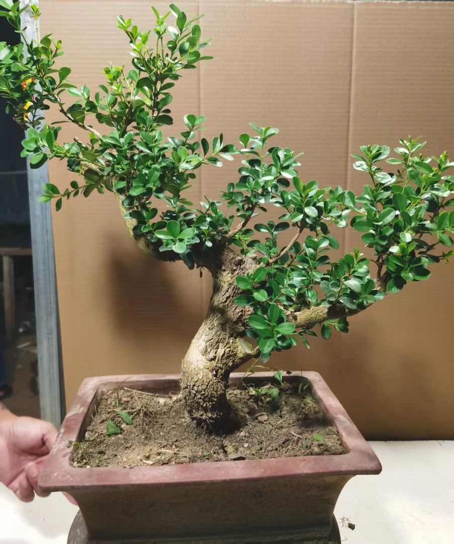 精品瓜子黄杨老桩盆景四季常青好养易活