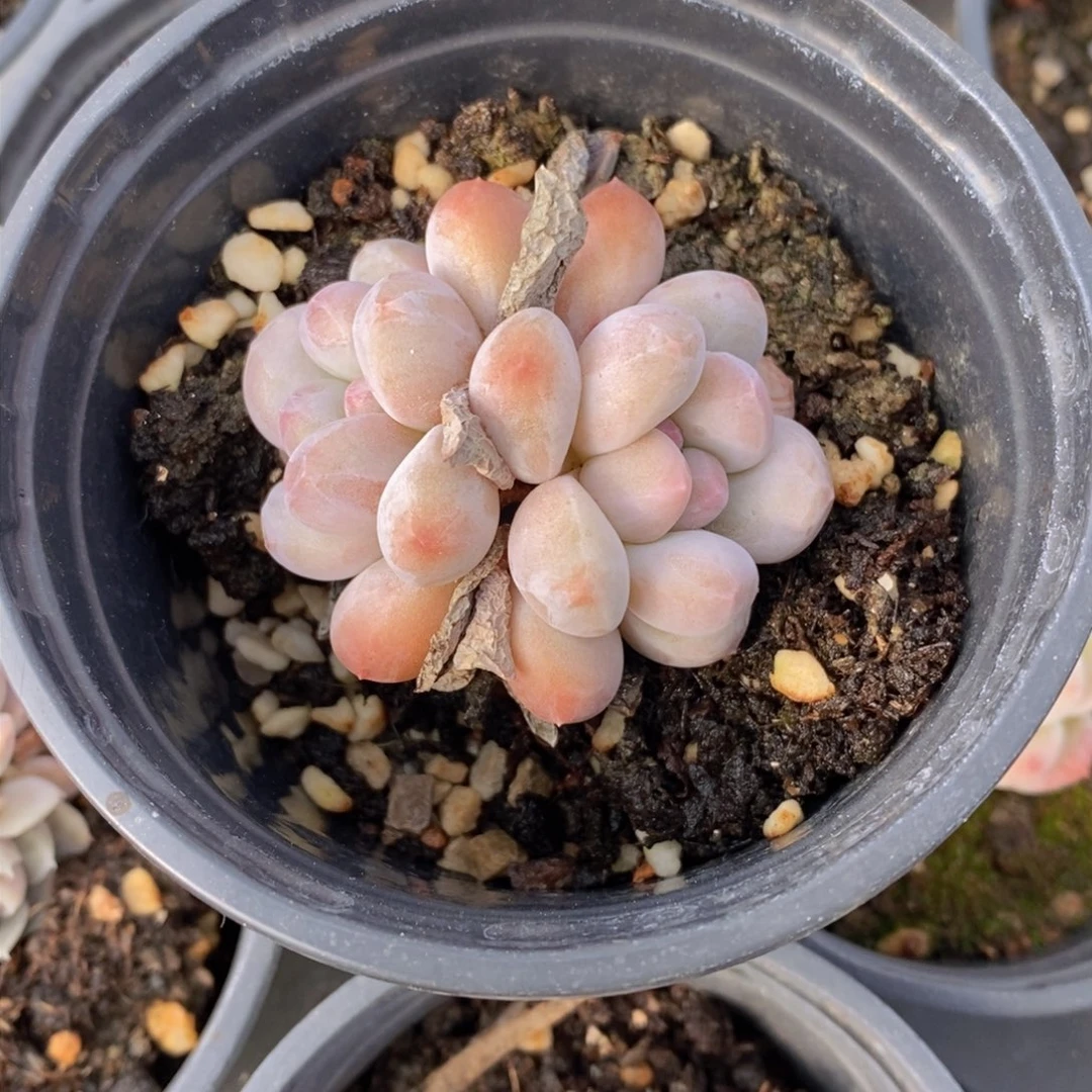 可以问主播品种，下滑链接更多品种多肉选择