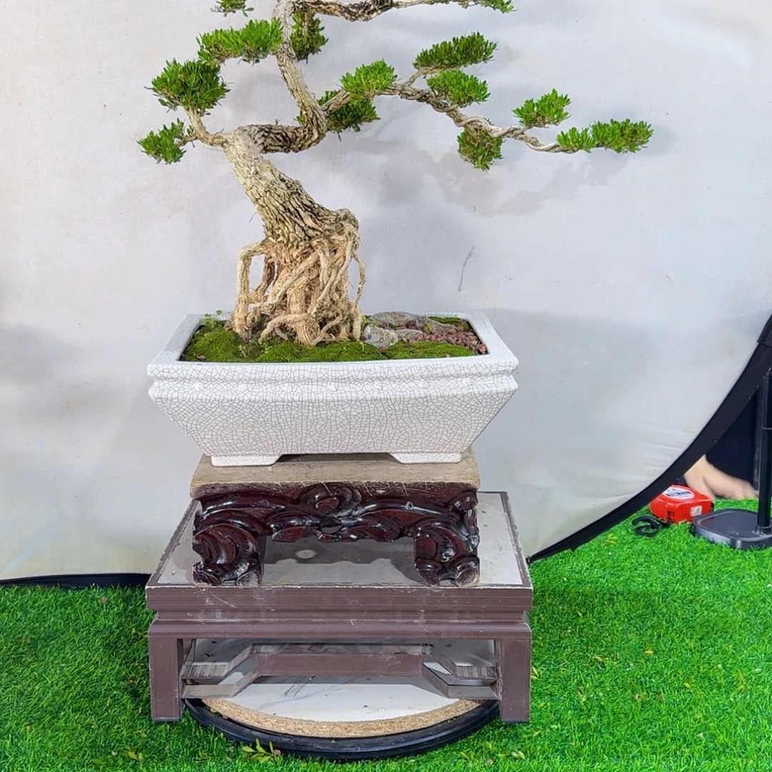 当前无花朵，栽培后可花朵樱****明