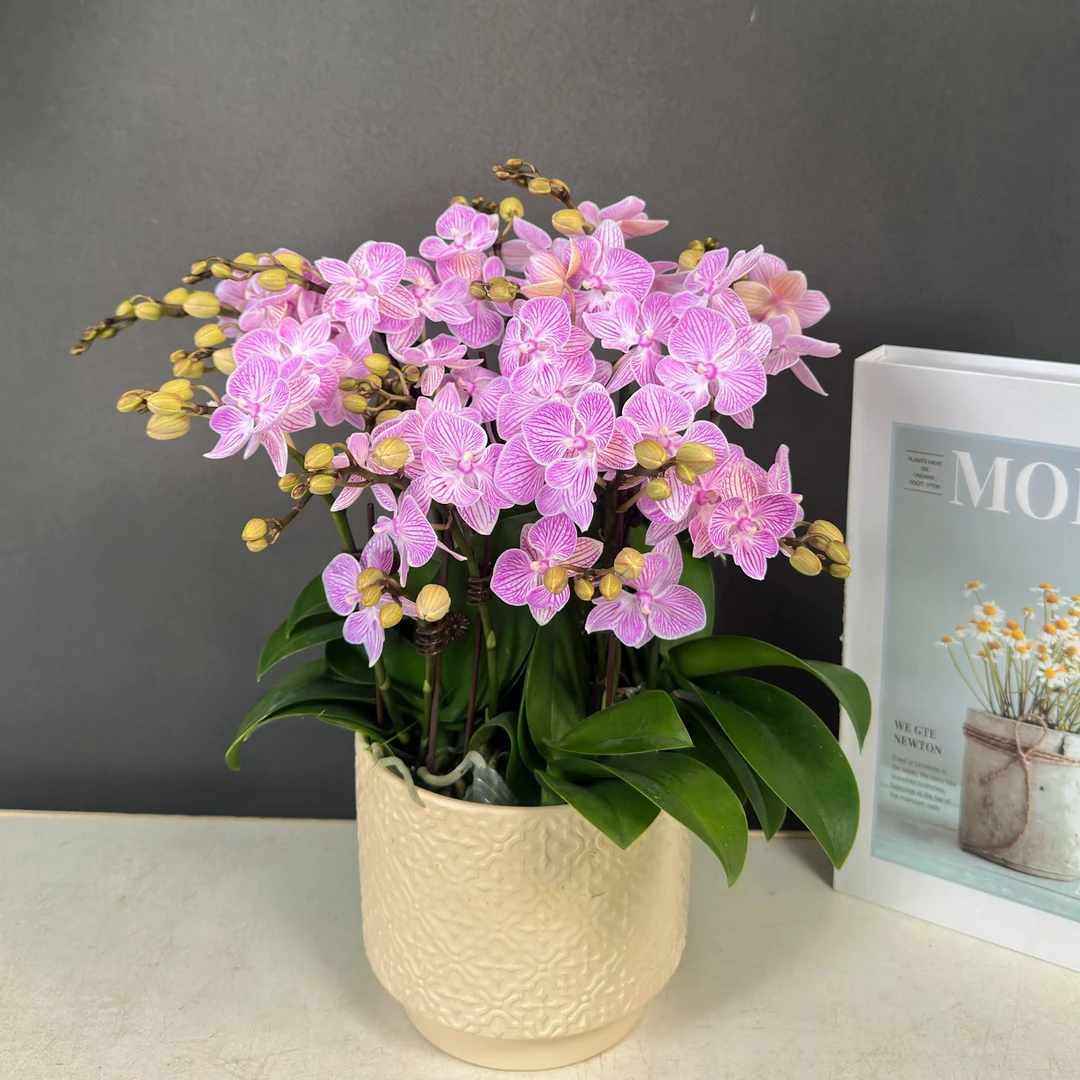 蝴蝶兰【樱花】欧品粉色精美线条感花花鲜花盆栽室内送礼高端花卉