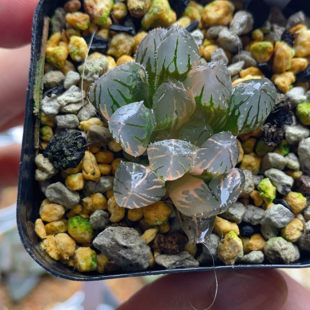 3.十二卷oh玉露锦。