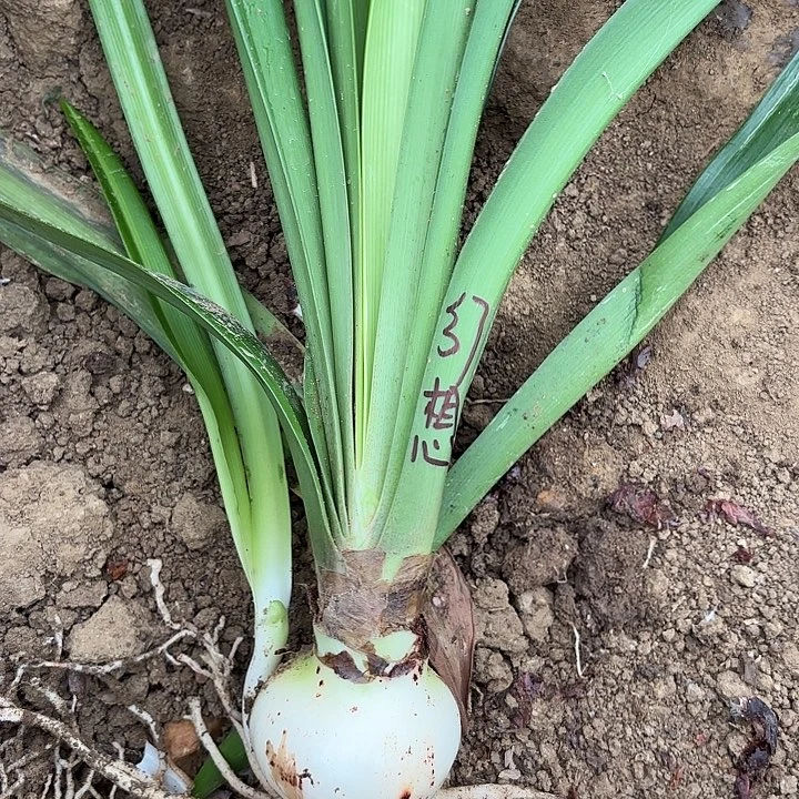 无花朵星***襟白肋幻想包对版2800