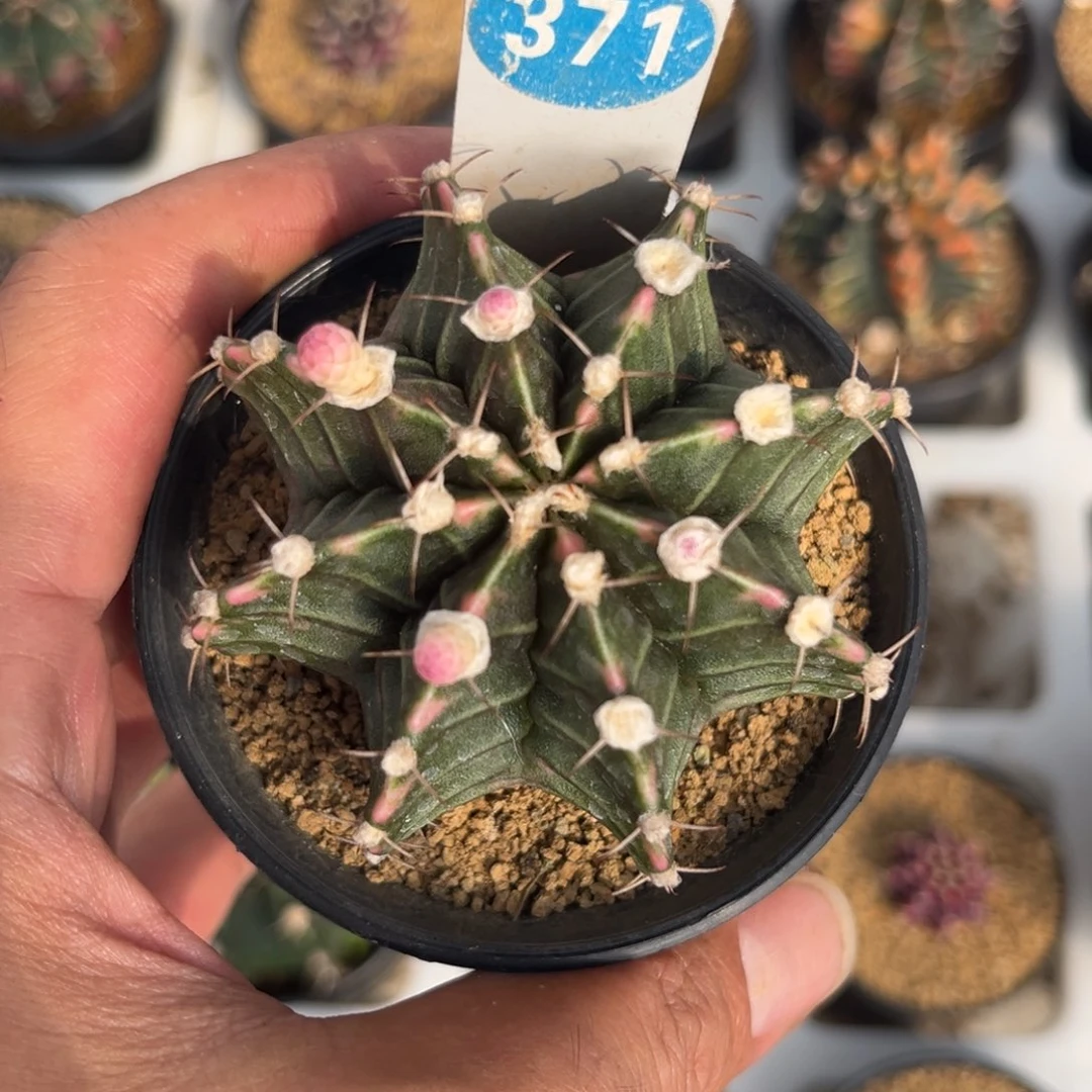 371实生米哈锦带盆