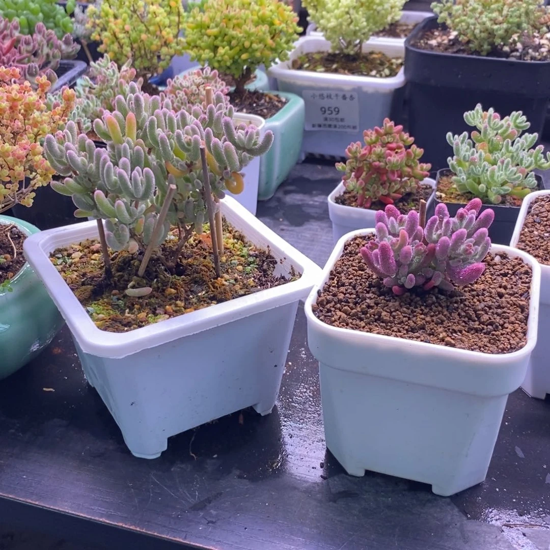 四**子954紫闪光。 两颗。