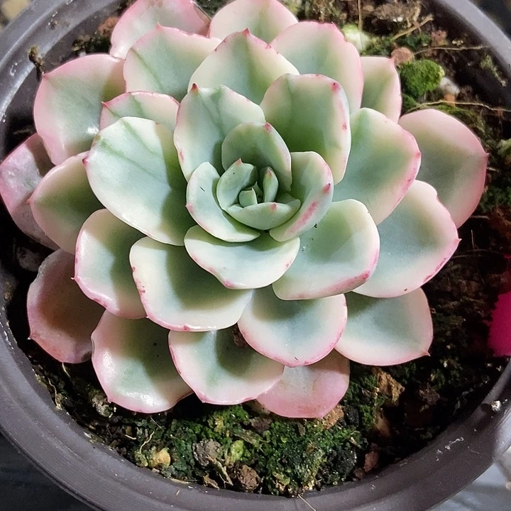 多肉植物奶油黄桃锦54多肉