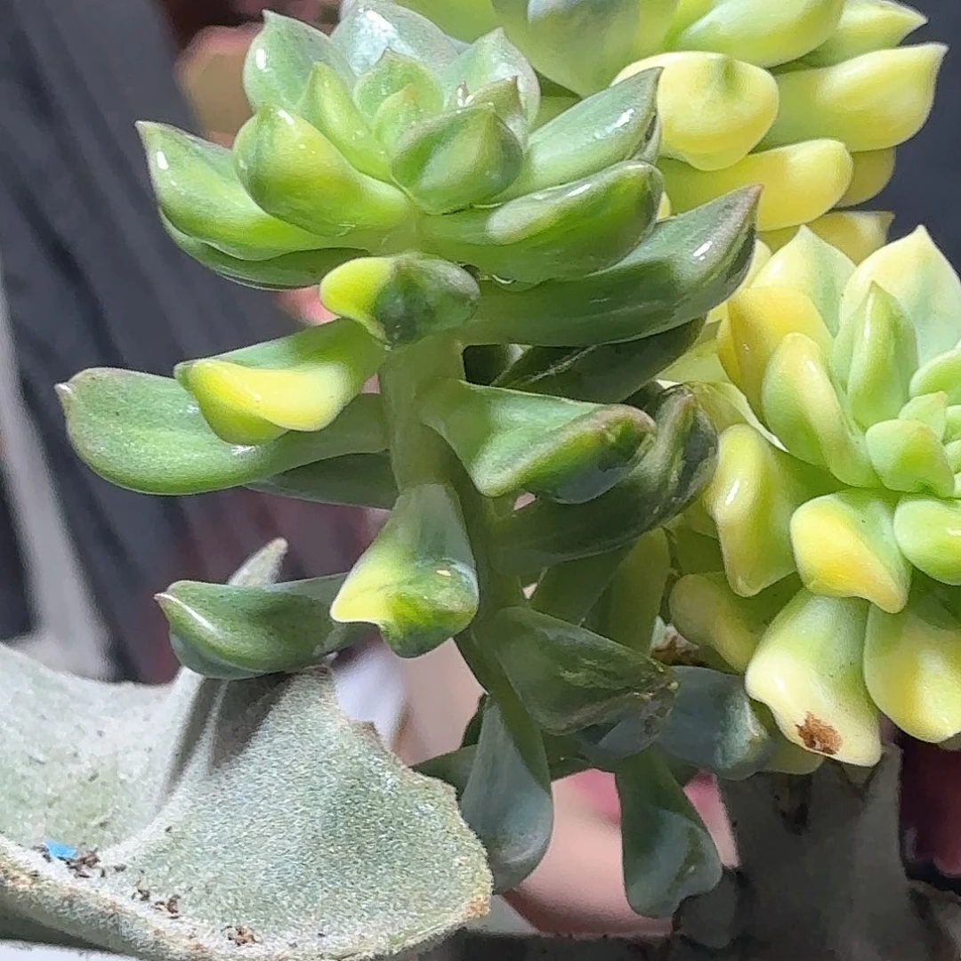 用****3超奶锦，多肉植物