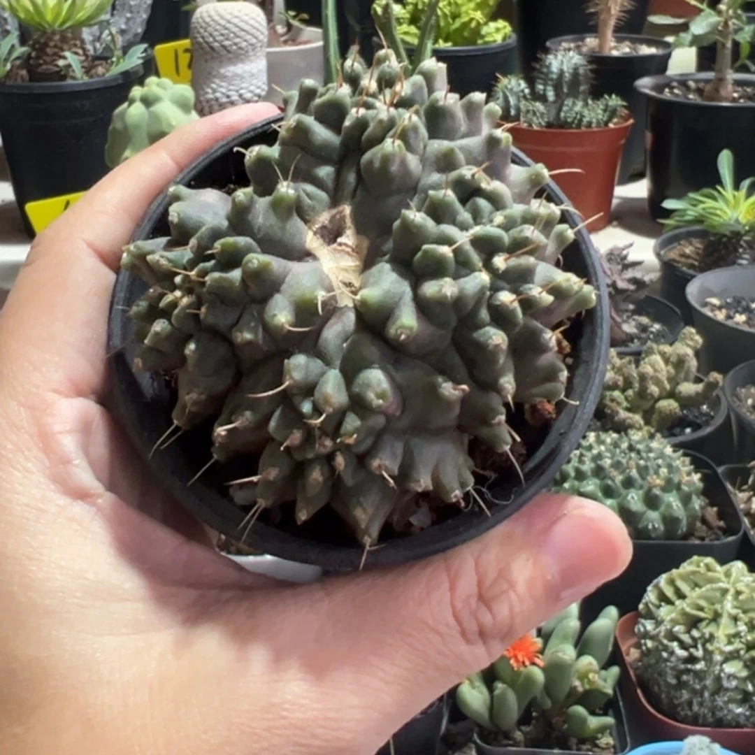 四方来财带盆11111111