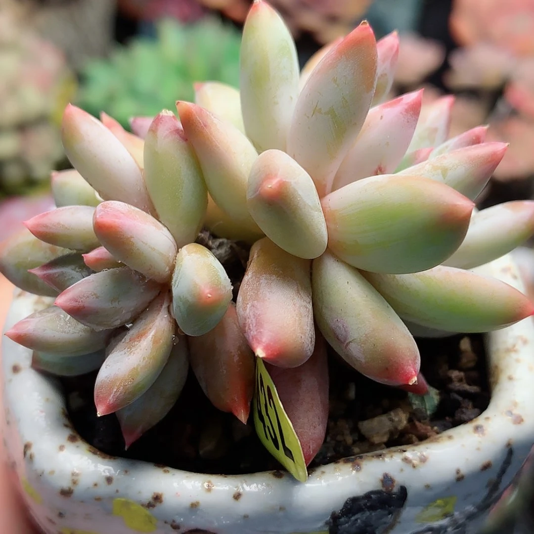 【闪购商品】大****主蝴蝶，加璀璨加箱