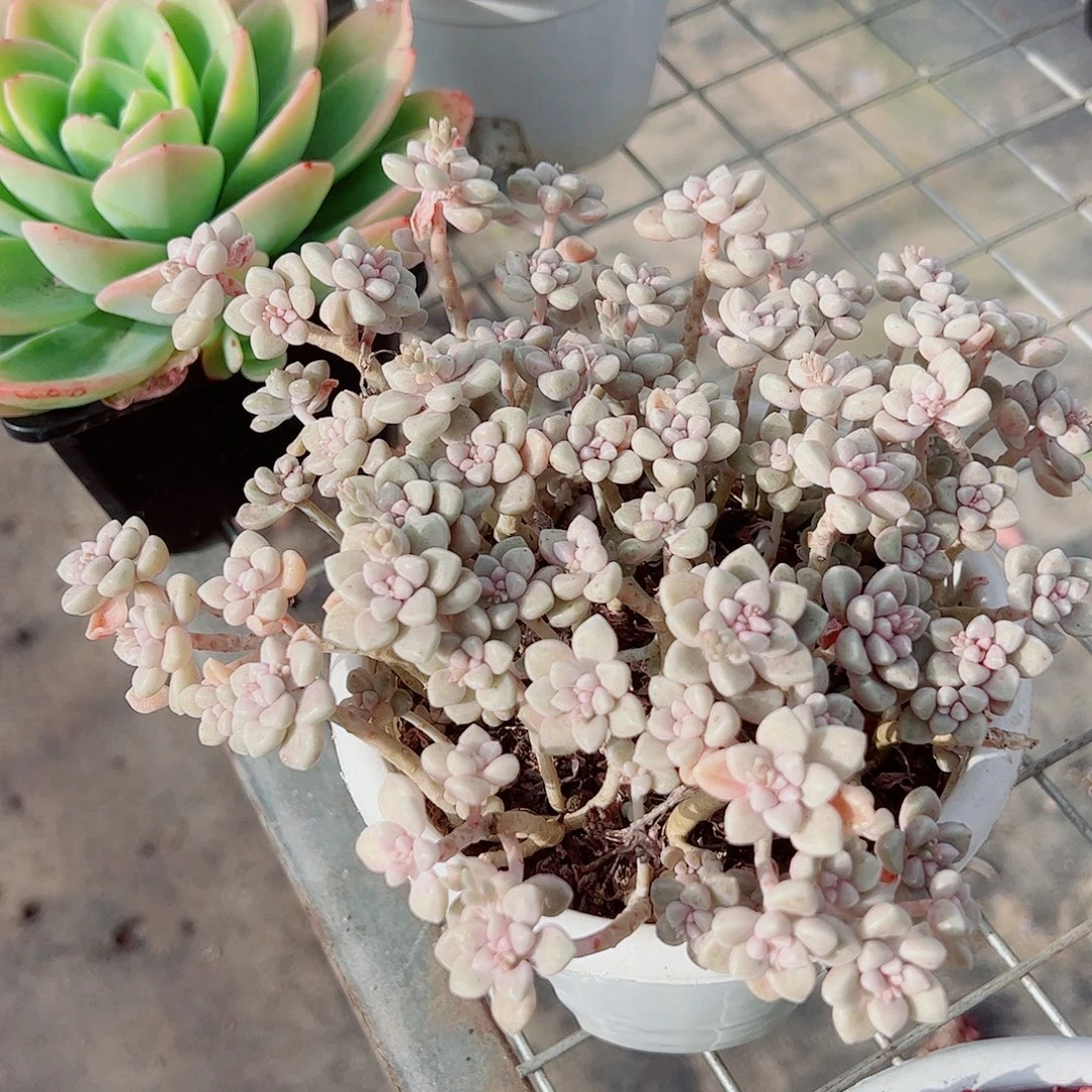 丸叶姬秋丽多头造型精品