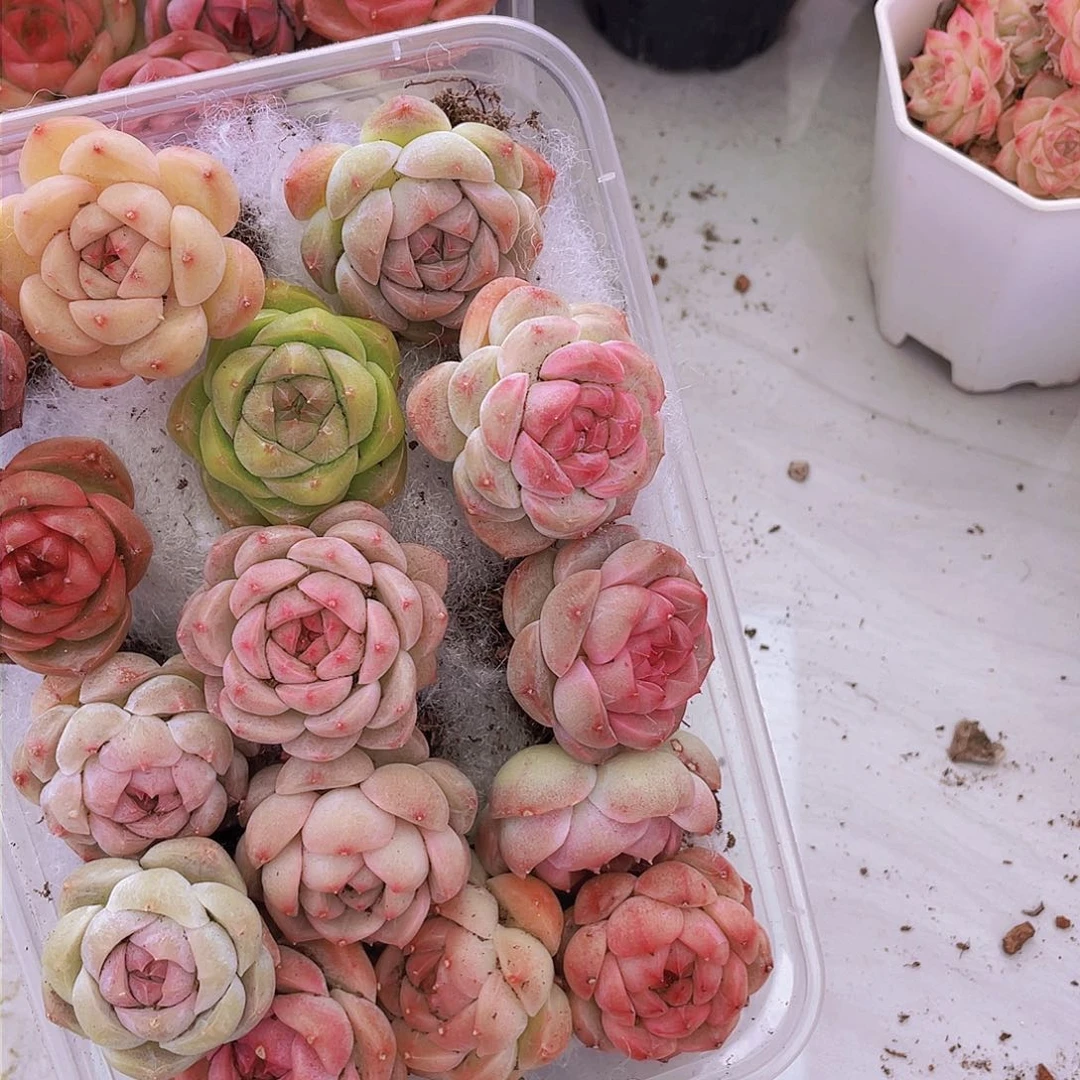 00000000000001量拍