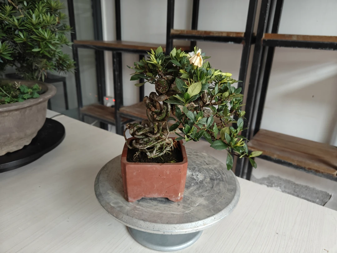 清誉栀子花提根老桩