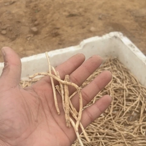 粉花重伴爬藤缠枝牡丹根茎六个15.8