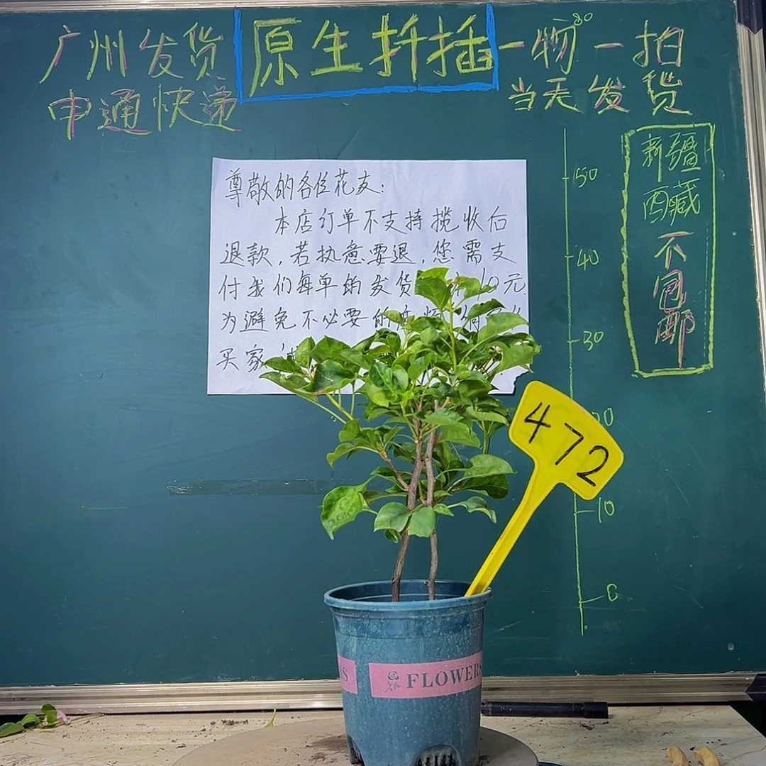 当前无花栽培后可以开花双杆 蒙娜丽莎黄472