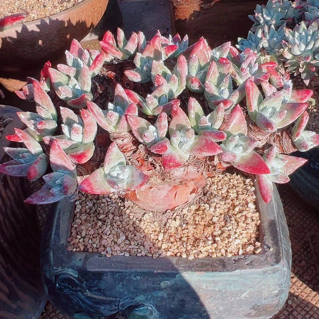 9400白姆瑞吉娜仙女