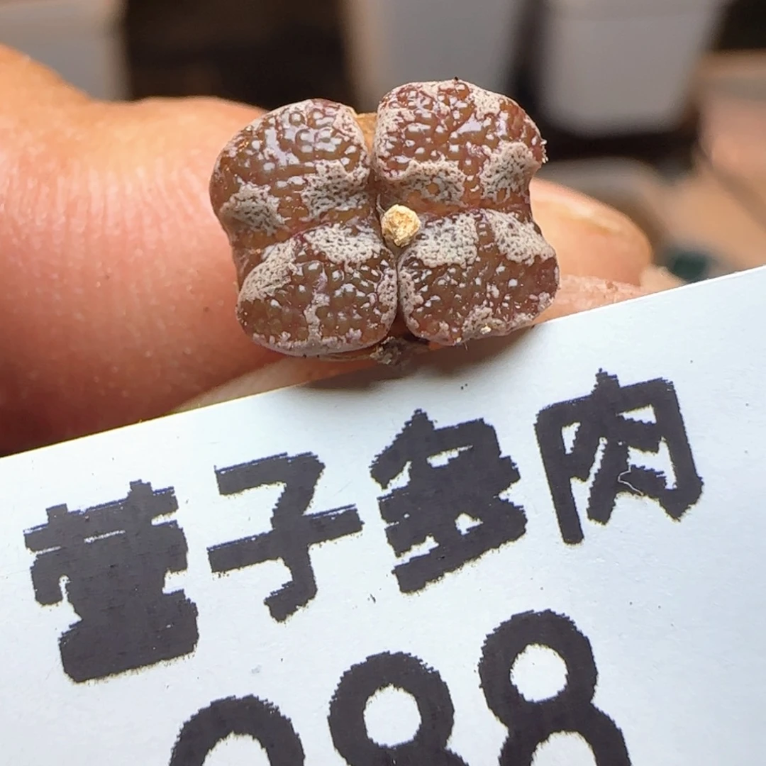 泡泡勋章。