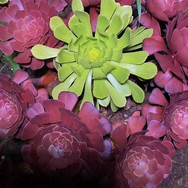 多肉植物保护研究所