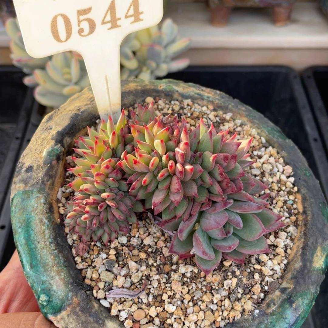 0544拉糖缀不带盆8厘米