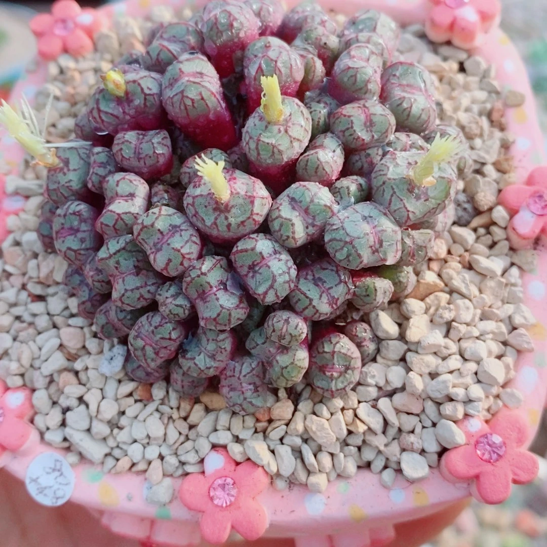 生石花花花花花花花417