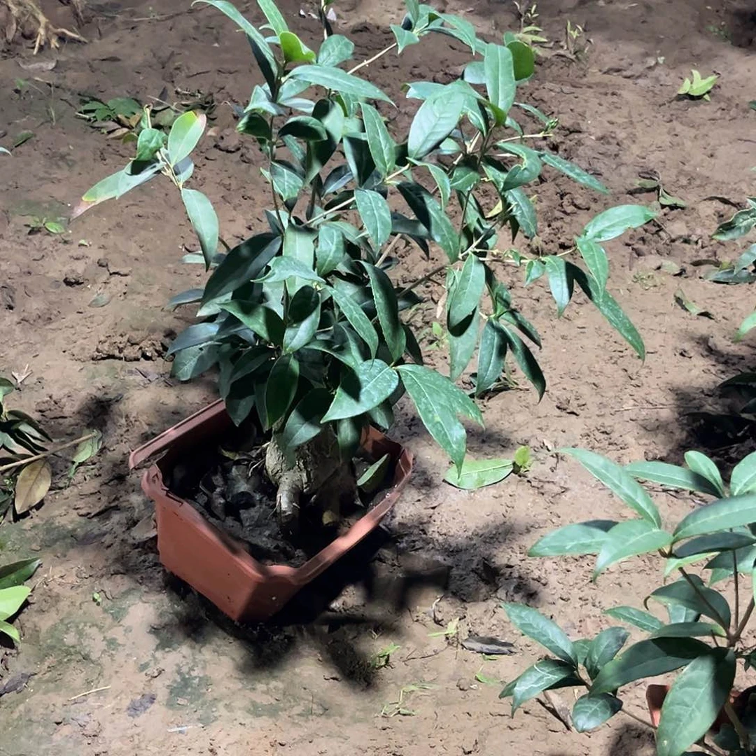 当前无花栽培后可以开花~****～