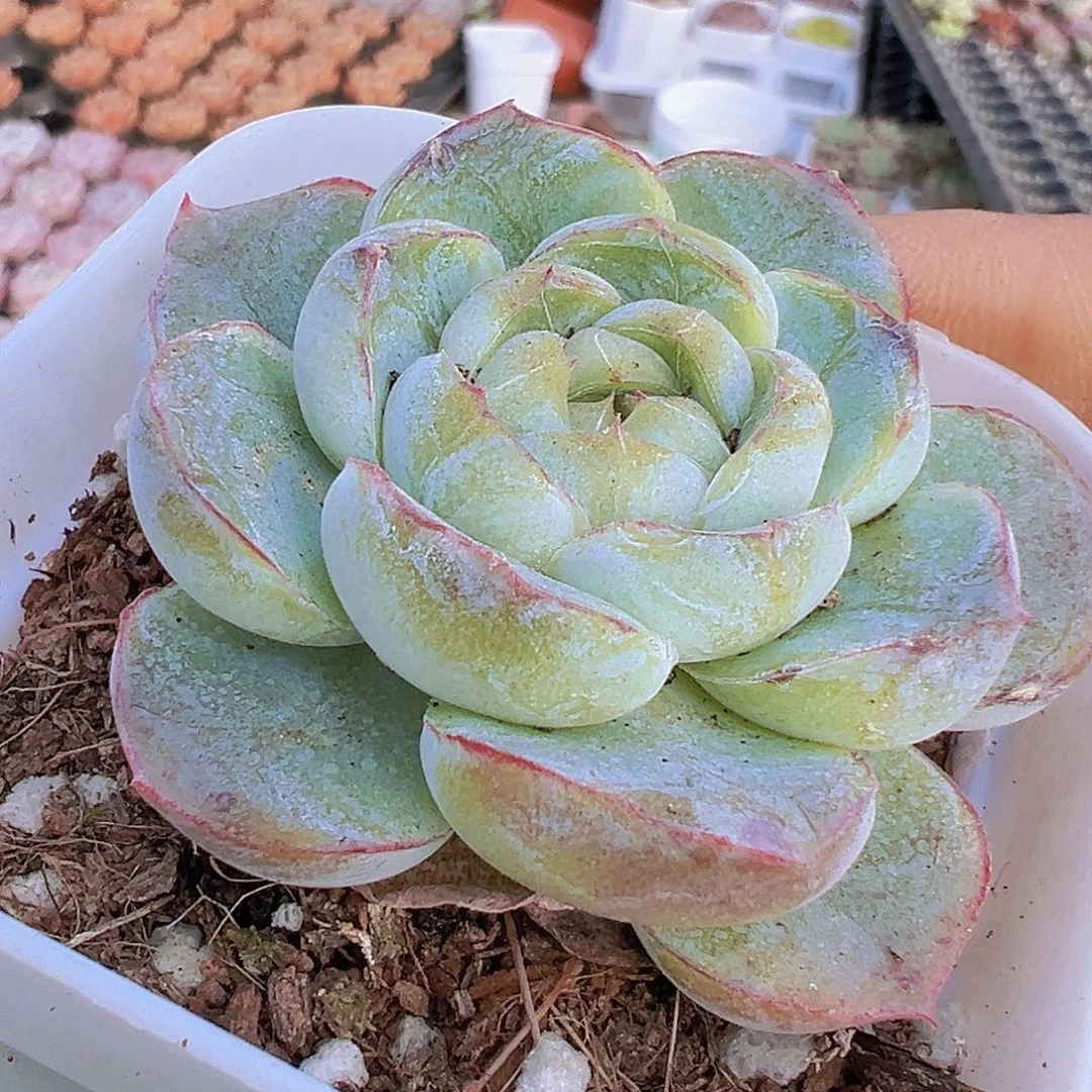 单头胖虎19包邮多肉