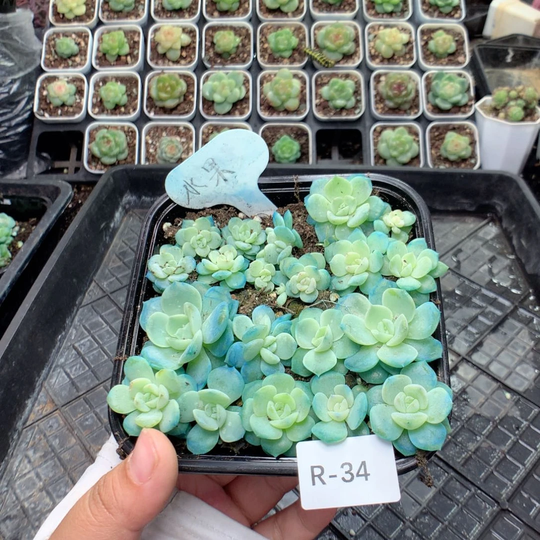 无花朵R34英语英语