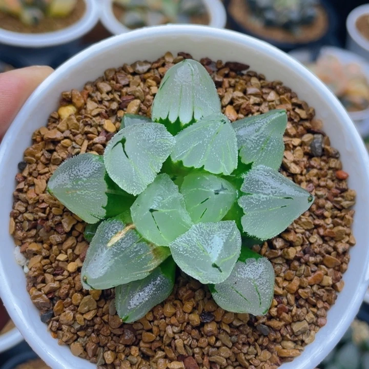 冰城实生少锦，十二卷