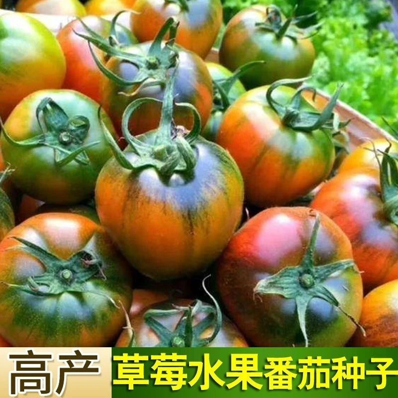 正宗本地现发草莓西红柿新鲜碱地铁皮柿子自然熟生吃时令水果番茄