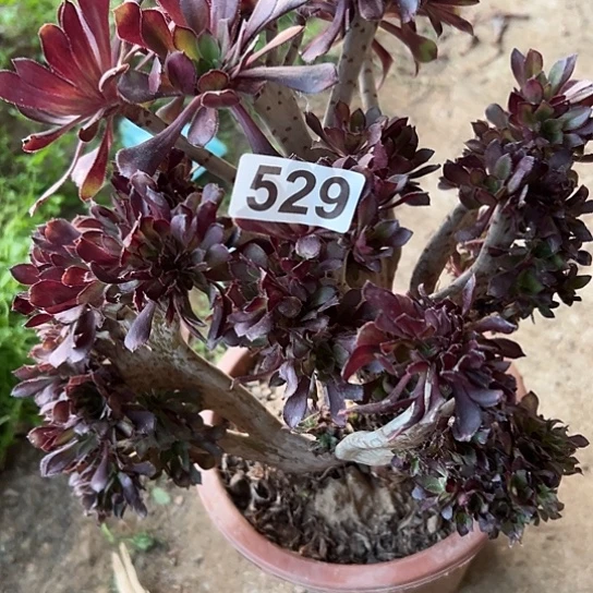 大***$多肉植物一个黑法微瑕