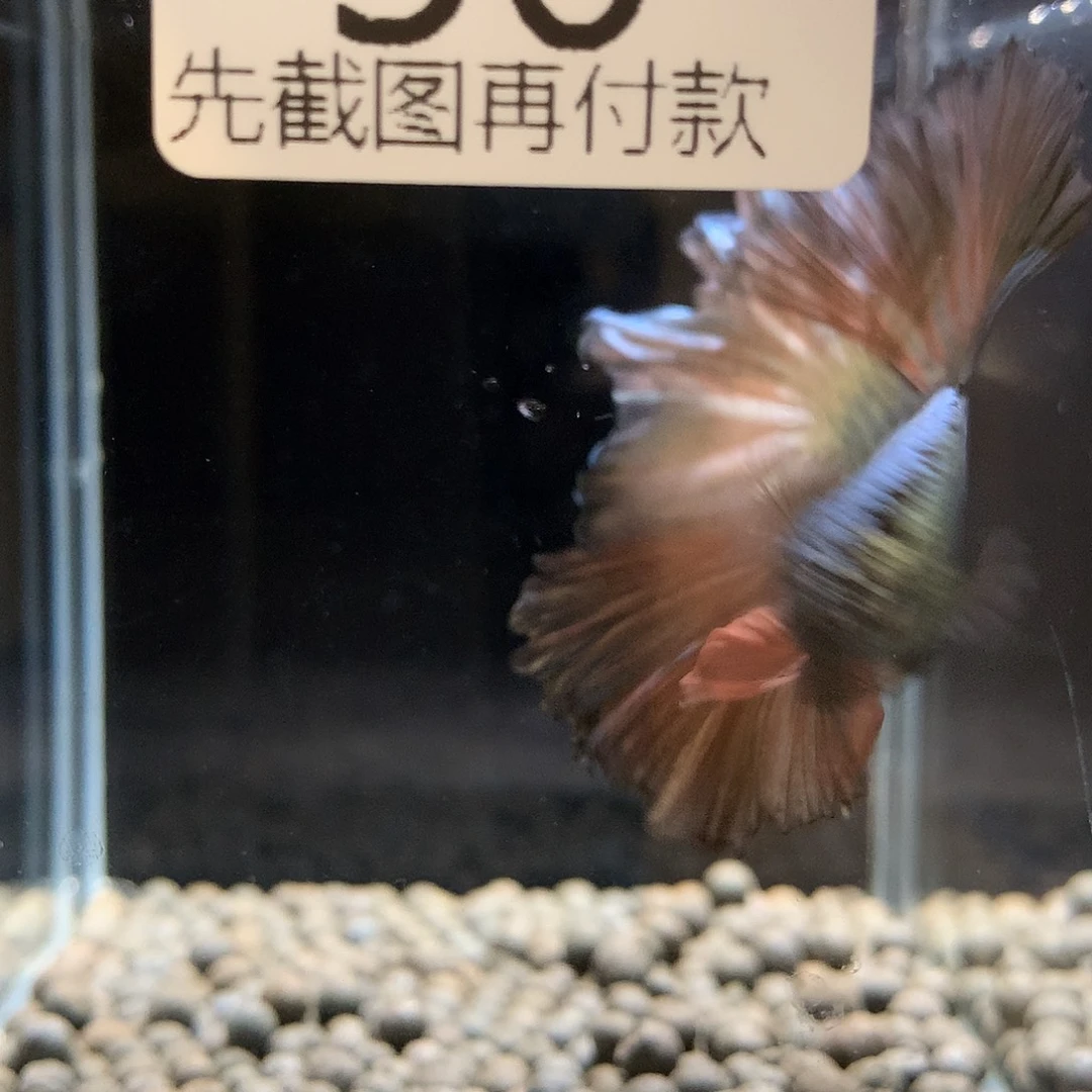 净***堂斗鱼七弟泰国斗鱼36
