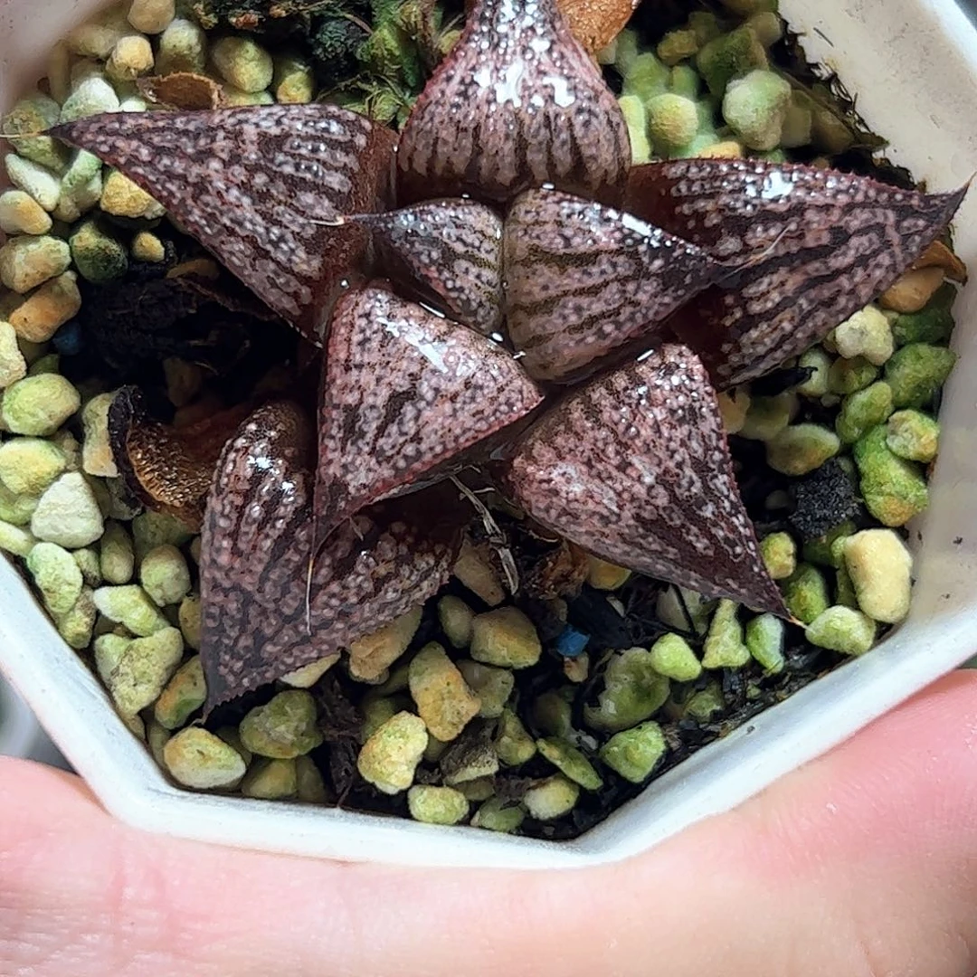 Eh青蟹十二卷多肉植物