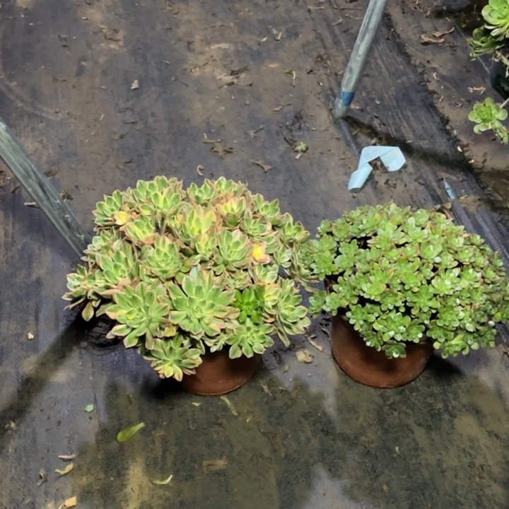 52二颗多肉植多肉植物多肉多肉