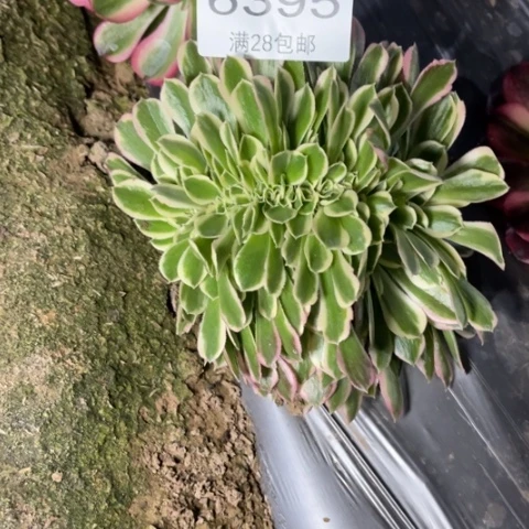 白凤多肉多肉6385