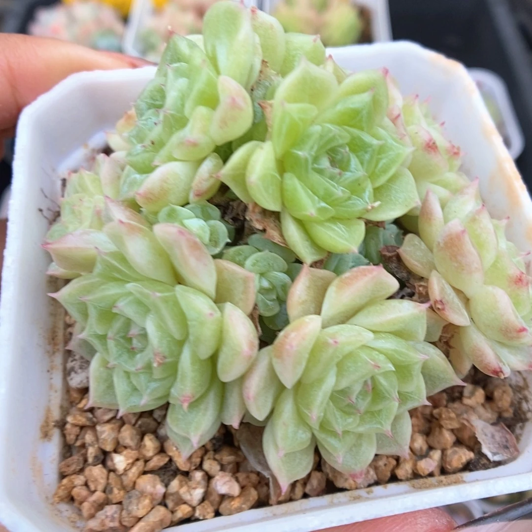 繁花麦秆群生可拍940号