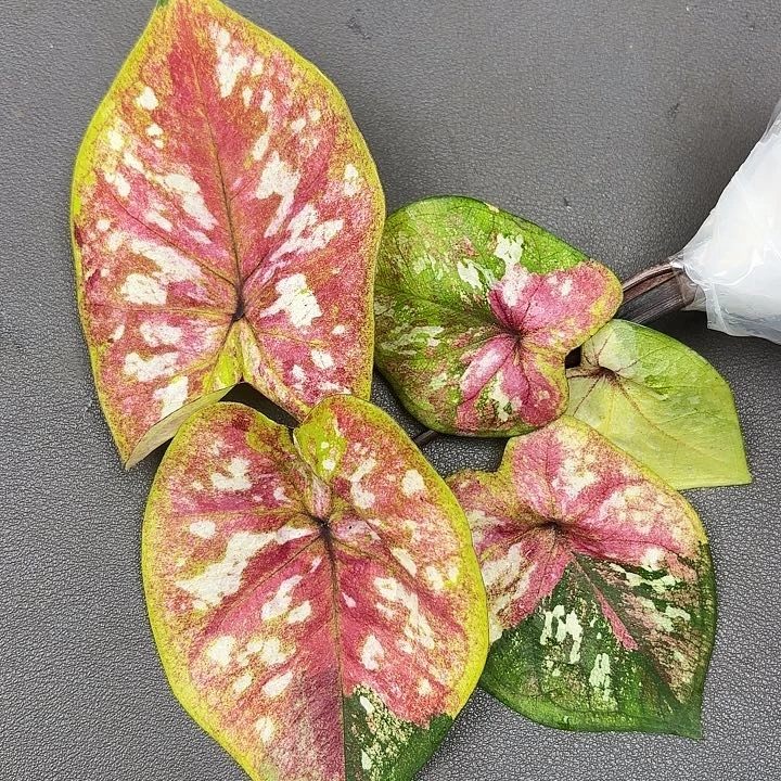 168-0626变形金刚现货