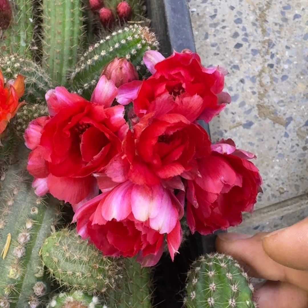 5白檀白4无根侧牙小一个，20包邮