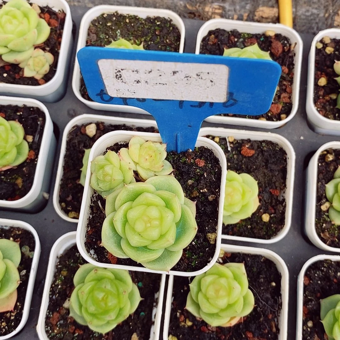ک*流心扶摇3cm多肉植物