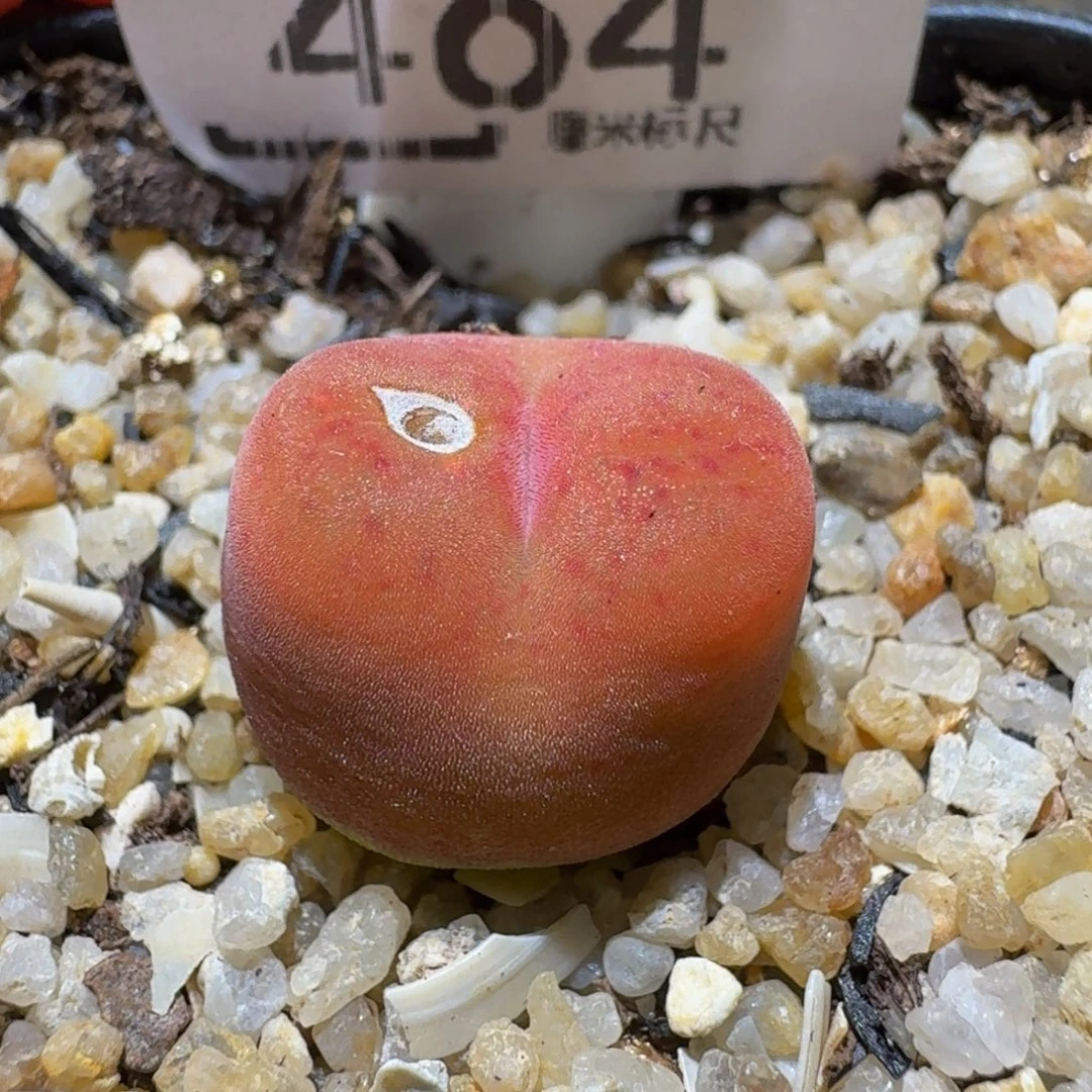 Ssss生石花肉锥464水蜜桃疤特